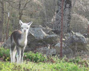 moss boulders behind alpaca