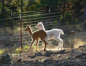 Alpaca crias run and play