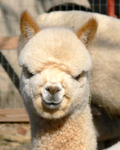 alpaca smile