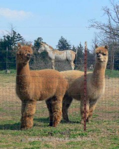 horse on alpacas