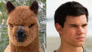 My alpaca with Taylor Lautner