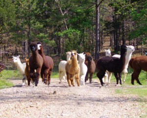 JuJu leading the pack