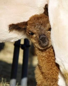 Cute cria face